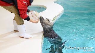 《鳥羽水族館》ラッコの「キラ」16歳の誕生日に特製アイスケーキをプレゼント