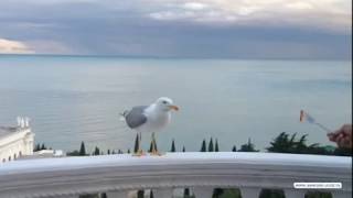 Черноморская чайка на рыбалке в Мисхоре (Гаспра). Black Sea gull on fishing in Miskhor (Gaspra).