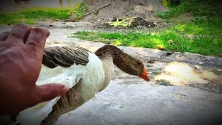 Duck eating corn,اردک در حال ذرت خوردن duck viral nature natureboy