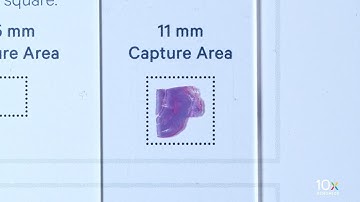 Visium CytAssist Tissue Preparation Guide | Tissue Slide Alignment