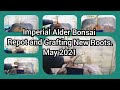 Imperial Alder Bonsai. New Pot. New Nebari. May 2021