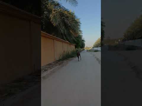 المرتجز السوم مفتوح من قال 1000 Horse