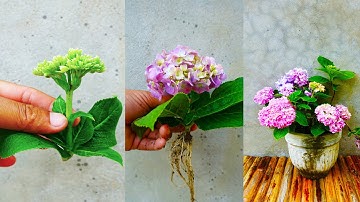 How to grow Hydrangea faster from cuttings in easy way full updates