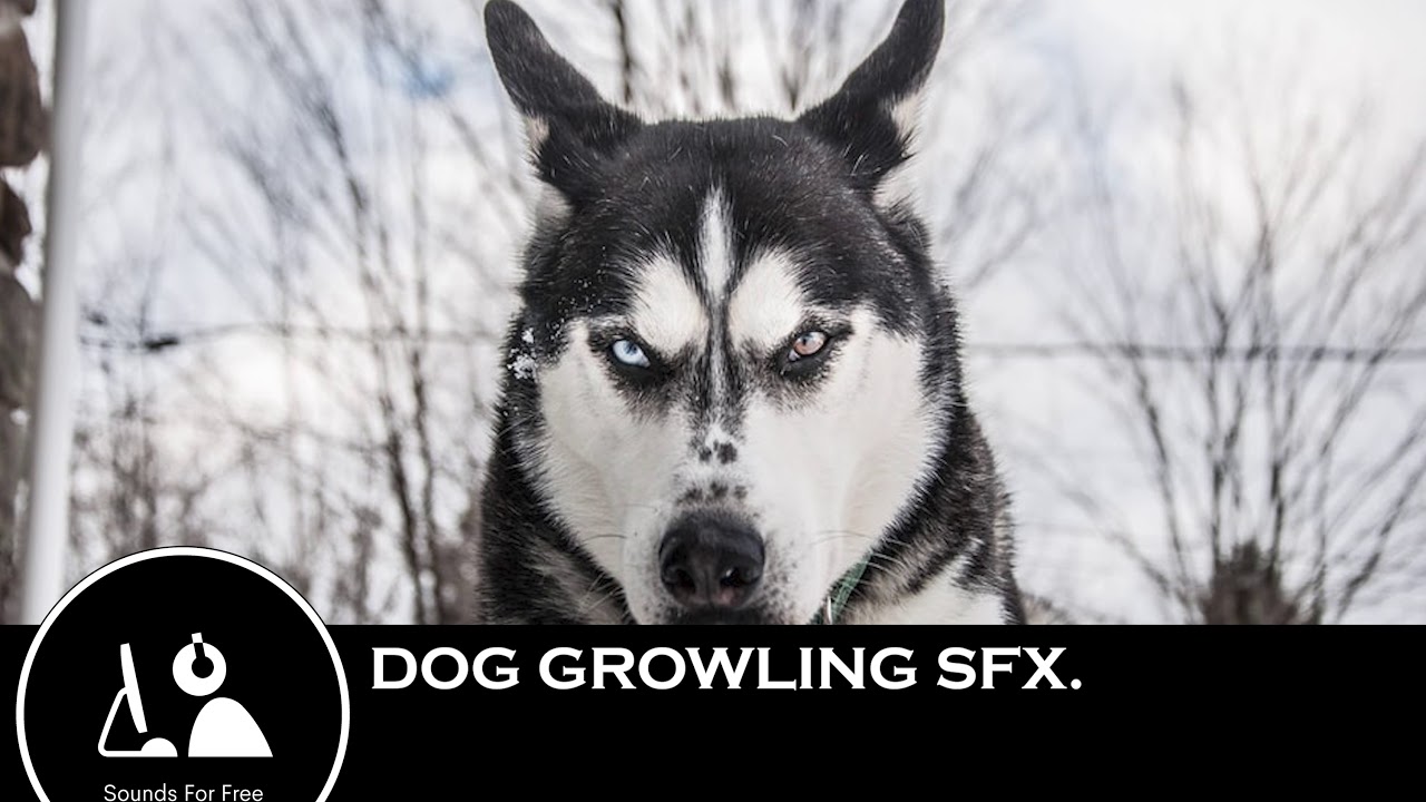 sound-effects-dog-growling-youtube