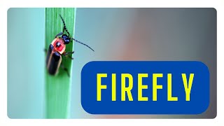 Illuminating Secrets: Unveiling the Enchanting World of Fireflies #firefly #animals