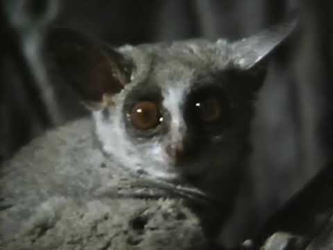 NOVA: Night Creatures of the Kalahari still