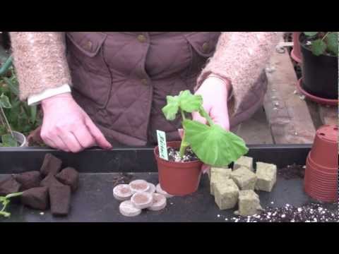 Video: Geraniumförökning (32 Bilder): Hur Man Förökar Det Genom Sticklingar? Skär Pelargoner På Våren. Hur Man Planterar Pelargoner Med En Skott Utan Rötter?
