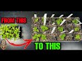 Transplanting Pepper Seedlings | How And When To Transplant!