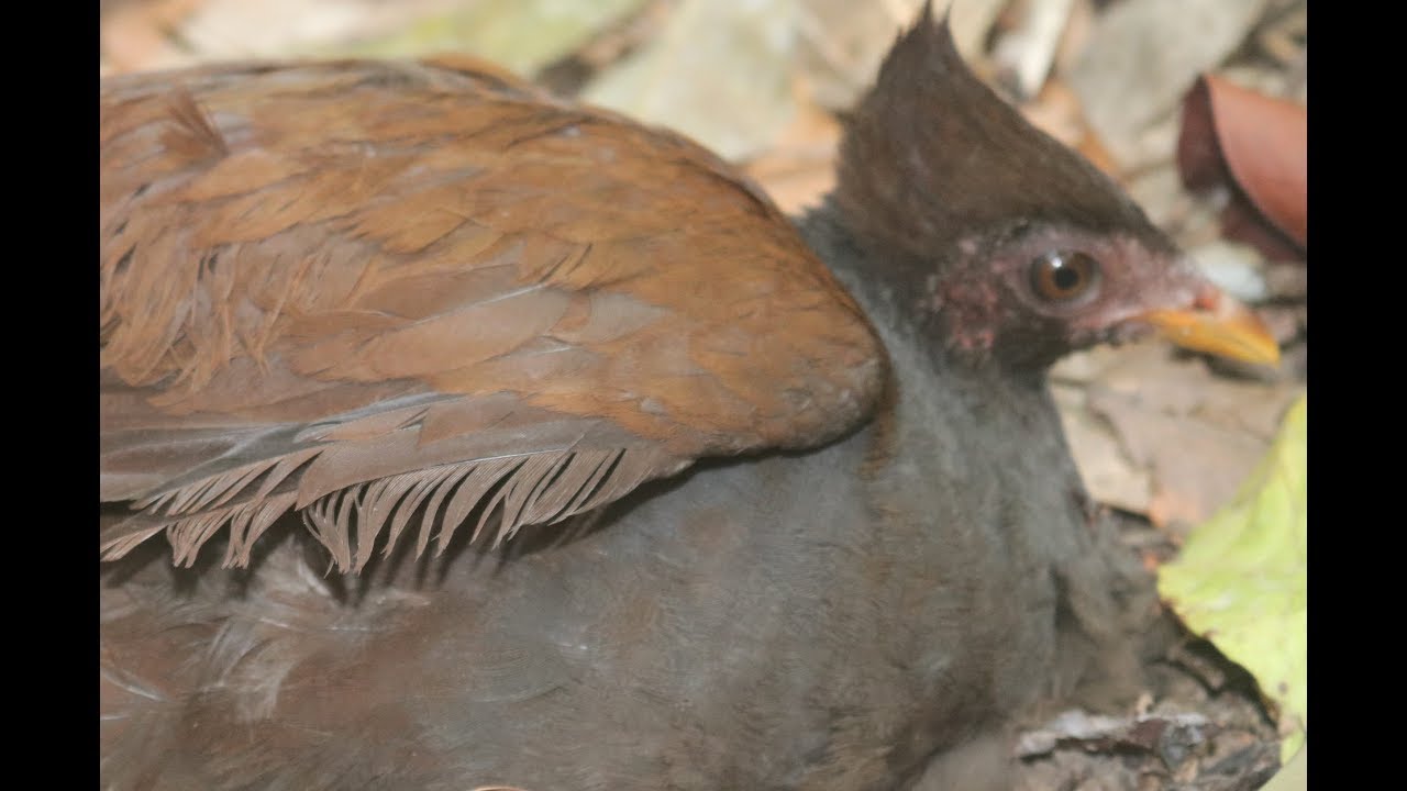 Berburu ayam hutan 