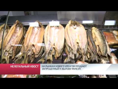 Видео: Муксун риба: стъпка по стъпка фото рецепти за лесно приготвяне