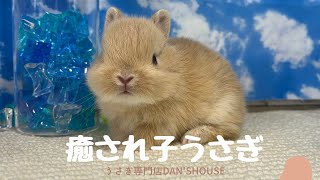 もふっとかわいい】癒しの子うさぎちゃん♪ - YouTube