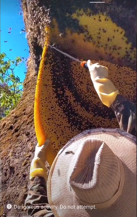Big giant natural honey 🍯 harvesting 💯💥💥💥💯 #shorts #short #honey #viral