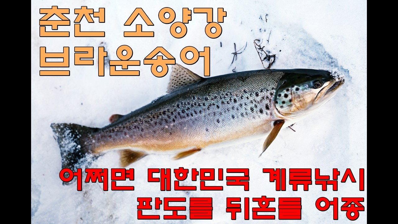 1월 31일 영하 10도에도 브라운송어가 올라옵니다