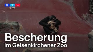 Weihnachten In Der Zoom-Erlebniswelt - Schöne Bescherung Für Affen Und Nager Rtl West