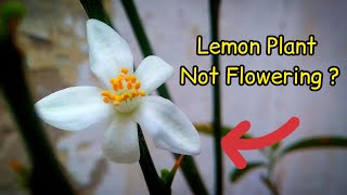 Why lemon tree Not Flowering 6 Reasons Pure Greeny...