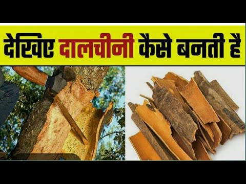 See how cinnamon is prepared | Dalchini Kaise banti  Hai | ❤️