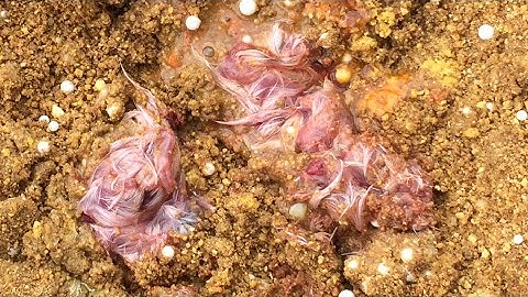 How to make Tilapia Chum Bait - DIY Touch Fishing - Mồi câu Chạm Rô Phi (29)