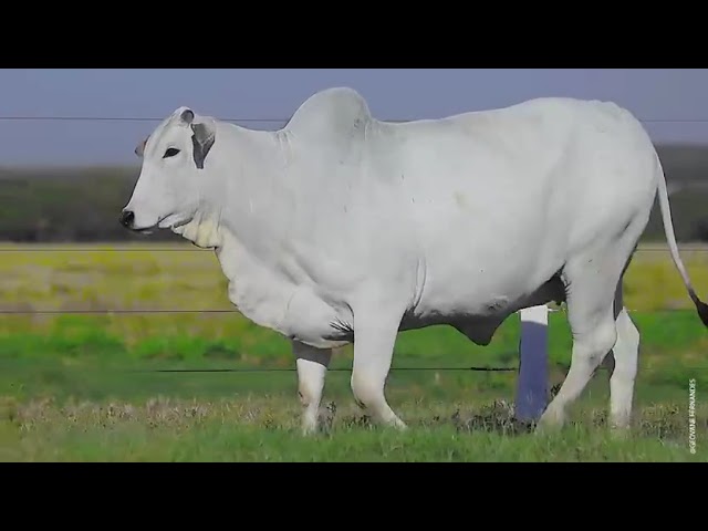 Lote 19   Leilão Nelore CEN & Fazenda Modelo