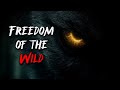 Freedom Of The Wild