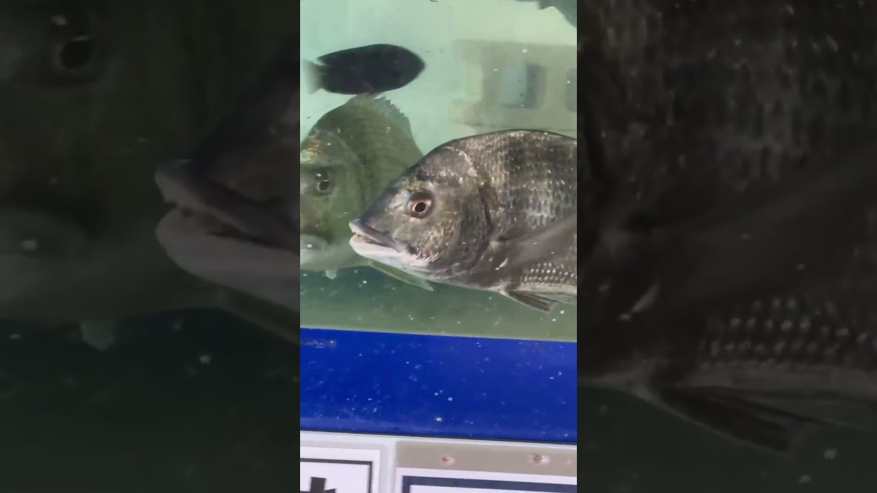 チヌ（黒鯛）とヘダイ、見分けられますか？水槽飼育で分かった決定的な