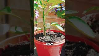 started growing some fruit and veg! #gardening #chillrap #jazzrap #summermusic #homegrown #ukrappers