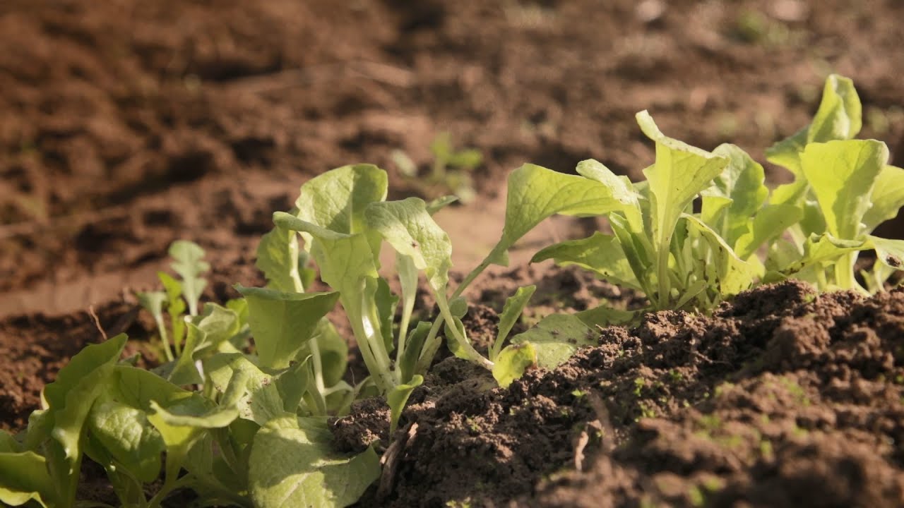 Friss saláta tél végén - Nagyszékely