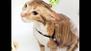 Gatto Che Si Fa La Doccia