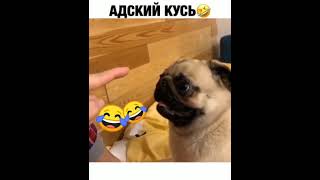 Адский кусь#тренды#собачки#подпишись