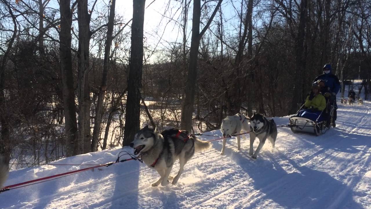 Taking Off for a 2 Hour Vermont Dog Sledding Adventure! YouTube