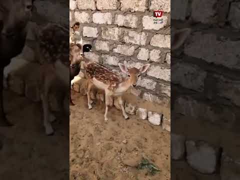 الغزالة رايقة مشروع تربية الغزلان برأس مال قليل ومكسب كبير تقدر تبقي مليونير في كام سنة