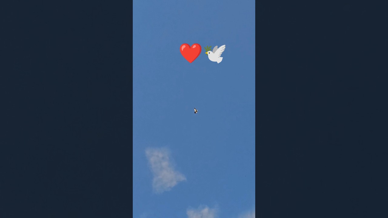 🕊️🥰 kabootar status 🕊️🤩