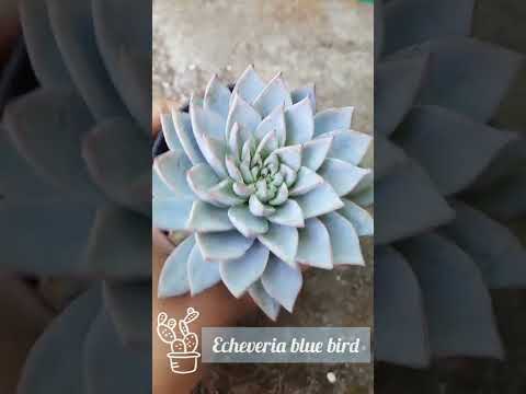 فيديو: Echeveria 