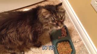 101 SUPER Weird Cats  fcv Funniest Cat Videos 2018