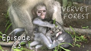 Baby Vervet Monkeys Mo and Ellyn Meet Their New Monkey Foster Moms - Ep. 13