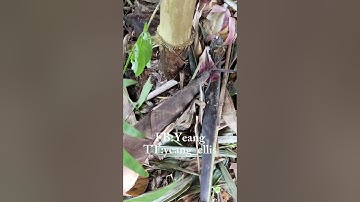 Salah satu makanan kesukaannya orang dayak nih apa lagi klo bukan rebung 🙈 #kalimantantimur #shorts