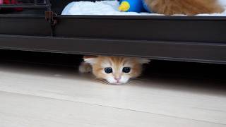 Cute Kittens Appearing From Unexpected Places...