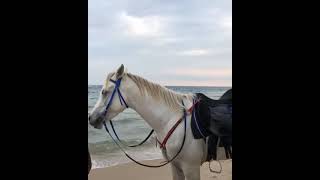 حالات واتس اب خيل مع بحر