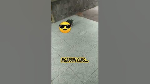 Kucing kawin....#kucing #cat #kucingkawin #video #Shorts