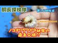 超簡単！！クワガタ幼虫の雌雄判別方法！！