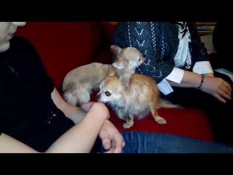 Video: Ako Pomenovať šteňa čivavy