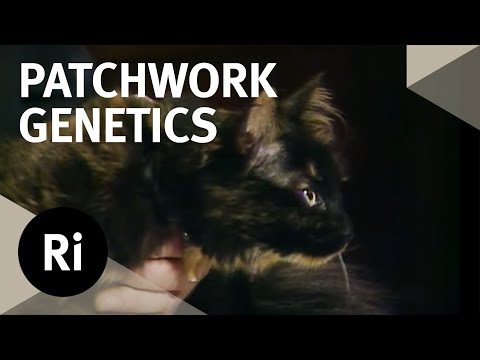 Video: Hvorfor er Calico Cats altid kvinde?