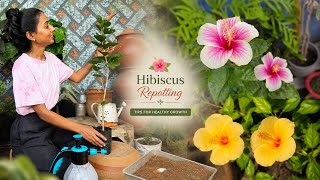Hibiscus Plant Repotting 🌺 | Best Soil Mix, Pot Size & After Care | Prakriti’s Garden