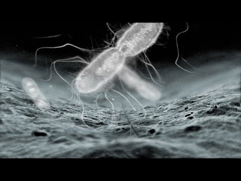 Video: Bakteriální Paraziti - Bakterie V Lidském Těle A Jejich Interakce