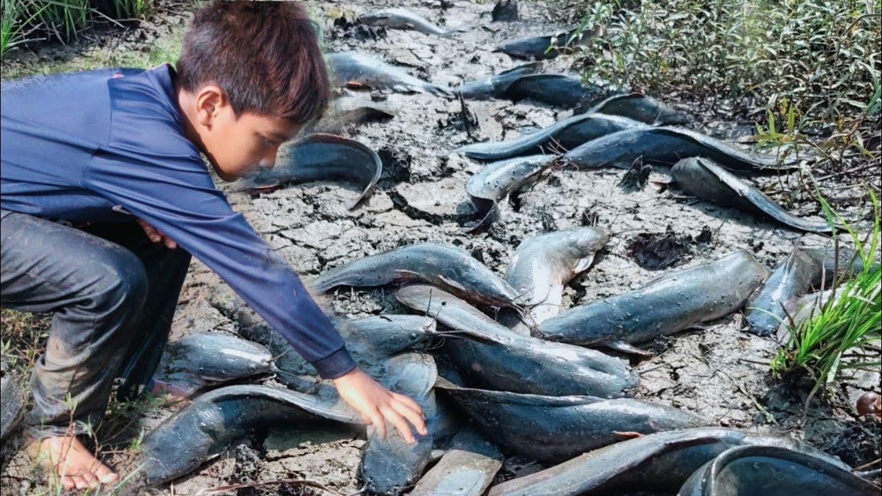 Amazing Boy Catching big Catfish in mud - Hand Fishing For Catfish dry ...