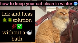 how to keep your cat clean in winter || Tick & Fleas solution without a bath ✅