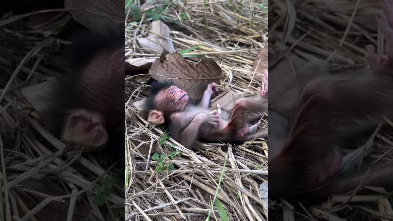 little monkey life🐒