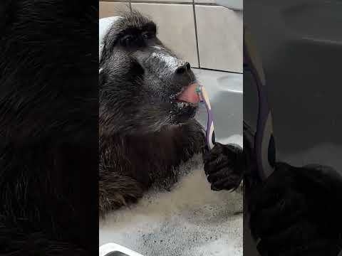 This Baboon is
