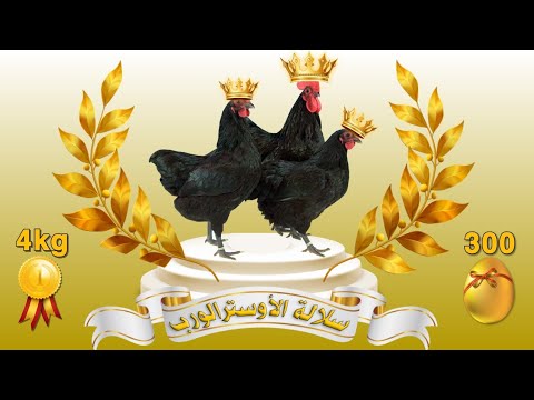 الدجاج الذي سيغرقك في البيض و اللحم معا مميزات دجاج الأوسترالوب البياض أفضل دجاج بياض