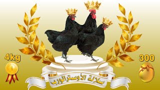 الدجاج الذي سيغرقك في البيض و اللحم معا 🐓 مميزات دجاج الأوسترالوب البياض 🥚أفضل دجاج بياض 🥚🐔