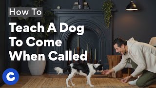 How To Teach a Dog To Come When Called | Chewtorials